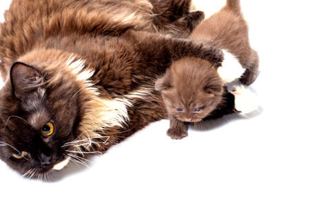 cinnamon long-haired Scottish cat lying and hugging a kitten, isolated image, beautiful domestic cats, cats in the house, petsの写真素材
