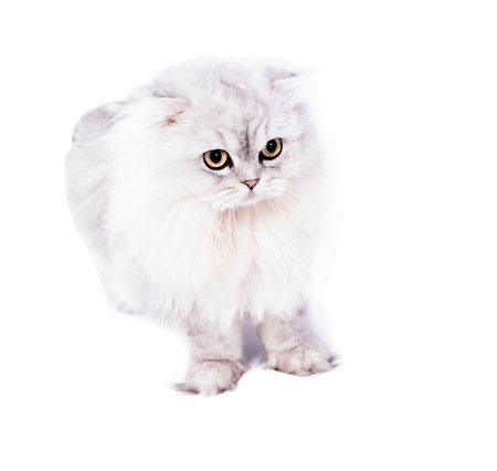 cute image portrait fluffy Scottish cat silver white-chinchilla lying on a white background, isolated image, beautiful domestic cats, cats in the house, pets,の写真素材