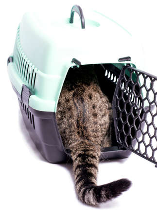 isolated image, a tiger cat enters a cat carrier, beautiful domestic cats, cats in the house, pets, going to the vet, traveling with a catの写真素材