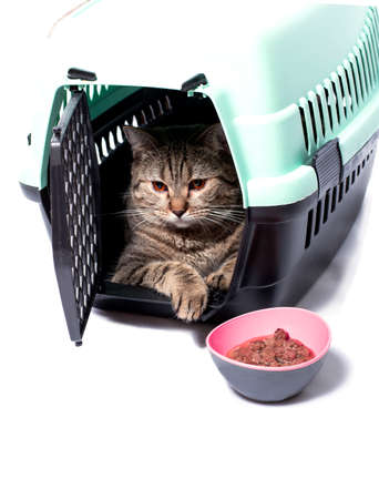 isolated image, a Scottish straight cat inside a cat carrier, a bowl of food, beautiful domestic cats, cats in the house, pets, going to the vet, traveling with a catの写真素材