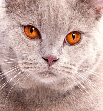 close-up portrait of a beautiful Scottish lilac cat, beautiful domestic cats, cats in the house, petsの写真素材