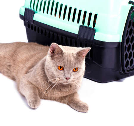isolated image, a beautiful Scottish cat lilac lying near a cat carrier for carrying animals, beautiful domestic cats, cats in the house, pets, going to the vet, transporting animalsの写真素材