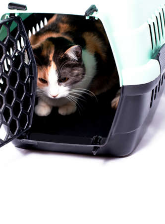 isolated image, tricolor cat sitting in a cat carrier, beautiful domestic cats, cats in the house, pets, going to the vet, traveling with a catの写真素材