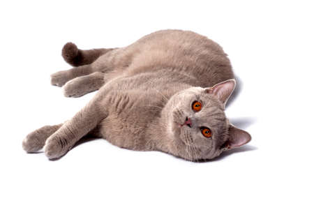 Scottish lilac cat lying on its side on a white background, isolated image, beautiful domestic cats, cats in the house, petsの写真素材