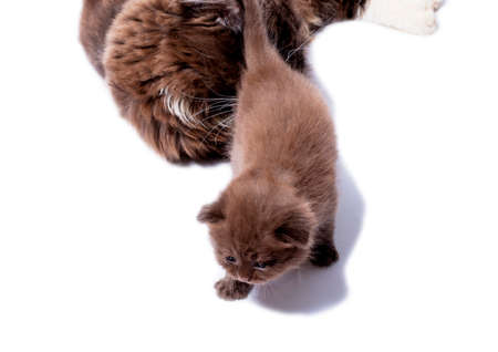Scottish kitten cinnamon color moving away from mom, isolated image, beautiful domestic cats, cats in the house, petsの写真素材