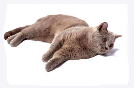 beautiful Scottish cat with orange eyes lying on its side on a white background, isolated image, beautiful domestic cats, cats in the house, petsの写真素材