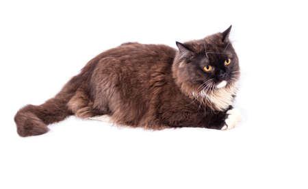 British Highland long-haired brown Scottish cat on a white background, isolated image, beautiful domestic cats, cats in the house, petsの写真素材