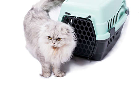 isolated image of a silver Scottish-fold Highland chinchilla cat near a cat carrier, beautiful purebred kittens, kittens in the house, pets, a trip to the vet, a trip with a catの写真素材