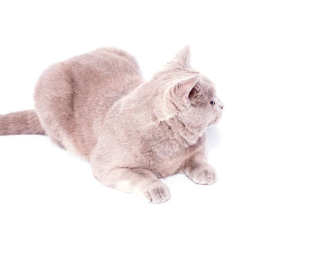 Scottish cat fawn lilac lying on a white background, isolated image, beautiful domestic cats, cats in the house, petsの写真素材