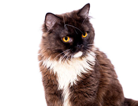 close-up face of a fluffy chocolate-colored long-haired Scottish cat sitting on a white background, isolated image, beautiful domestic cats, cats in the house, petsの写真素材