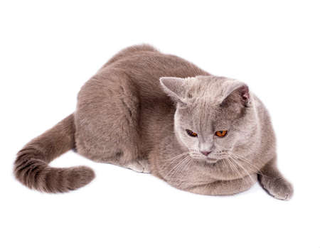 serious perfect Scottish cat with orange eyes sitting on a white background, isolated image, beautiful domestic cats, cats in the house, petsの写真素材