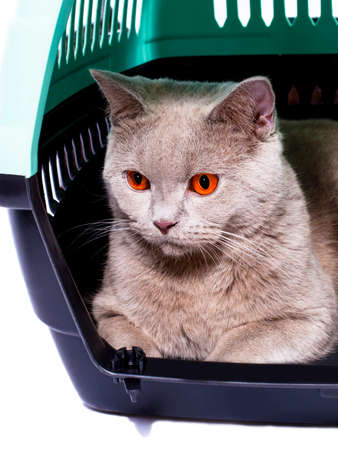 ready for transportation A Scottish cat looks out of an open door lying inside a cat carrier, an isolated image, beautiful domestic cats, cats in the house, pets, a trip to the vet. a trip away from homeの写真素材