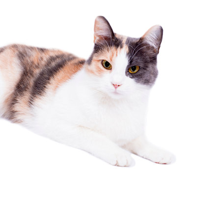 tricolor cat portrait front view on white background, isolated image, beautiful domestic cats, pets,の写真素材