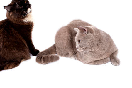 two beautiful Scottish cat with orange eyes sitting on a white background, isolated image, beautiful domestic cats, cats in the house, pets.の写真素材