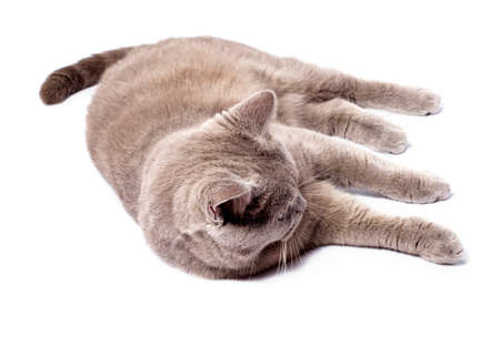 beautiful Scottish straight fawn lilac cat lying on a white background, isolated image, beautiful domestic cats, cats in the house, petsの写真素材