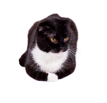 scottish fold cat black bicolor color lying on a white background, isolated image, beautiful domestic cats, pets,の写真素材