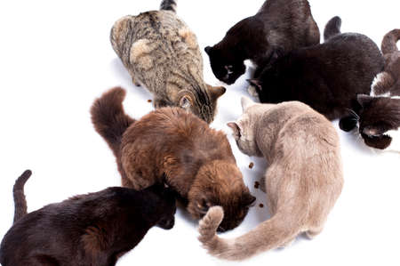 group Scottish-British cats eat dry food from the floor, food, lunch, on a white background, isolated image, beautiful domestic cats, pets,の写真素材