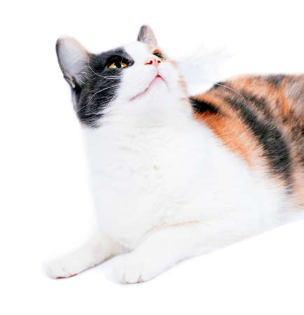 portrait close-up of a bright beautiful tricolor cat on a white background, isolated image, beautiful domestic cats, pets,の写真素材