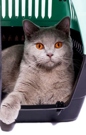 british cat looks out of an open door inside a cat carrier with its paw out, an isolated image, beautiful domestic cats, cats in the house, pets, a trip to the transportation vet. a trip away from homeの写真素材