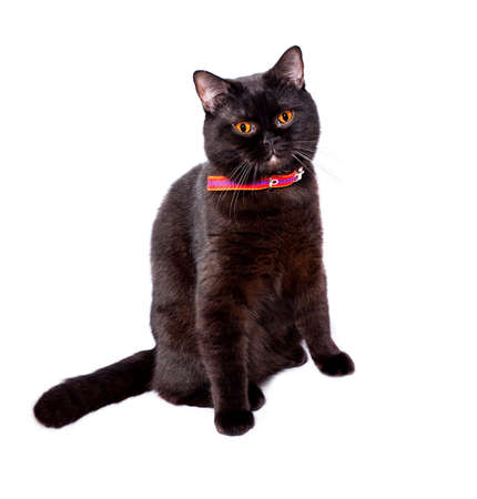 beautiful chocolate British cat sitting on a white background, isolated image, beautiful domestic cats, cats in the house, petsの写真素材