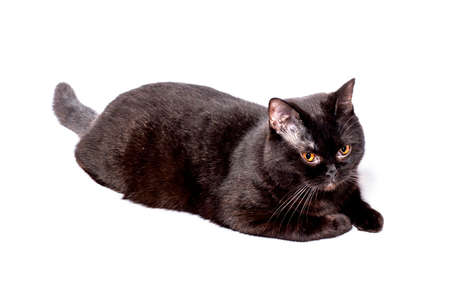 dark chocolate big british cat lying on a white background, isolated image, beautiful domestic cats, cats in the house, petsの写真素材