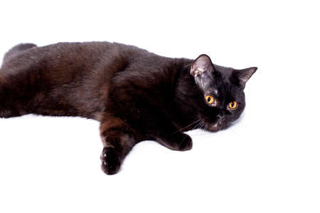 beautiful chic Scottish-British cat and a black-colored cat lying on a white background, isolated image, beautiful domestic cats, cats in the house, petsの写真素材