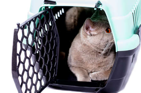 Scottish cat looks out lying in a cat carrier from an open door, an isolated image, beautiful domestic cats, cats in the house, pets, a trip to the vet. a trip away from homeの写真素材
