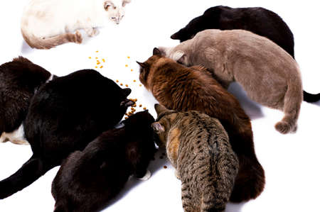 group of different colors of Scottish-British cats eat dry food from the floor, food, lunch, on a white background, isolated image, beautiful domestic cats, pets,の写真素材