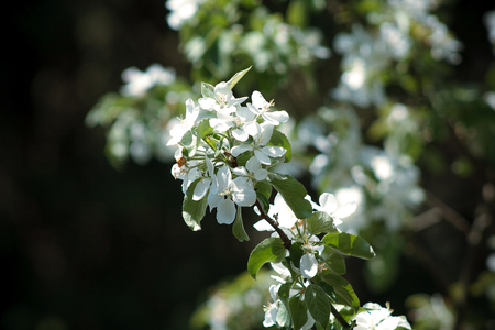 Blossoming flowers on the apple treeの写真素材