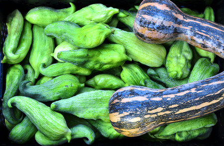 Zucchiniの写真素材