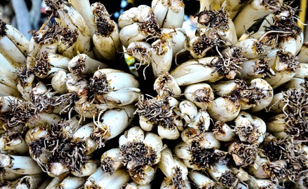 Onion / Onionの写真素材