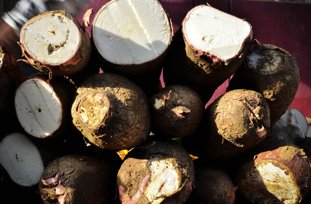 Yuccaの写真素材