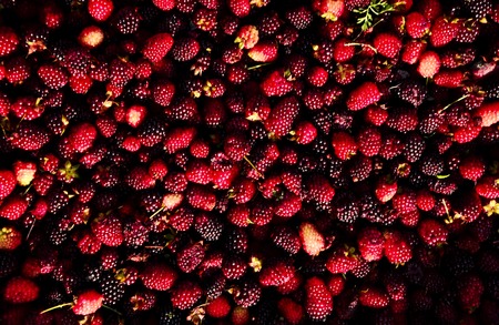 Blackberry / Blackberryの写真素材