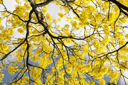 Guayacan / Guaiacwoodの写真素材