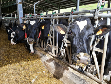 The life of dairy cows on a farm. They feed on fodder, corn and straw to grow and produce milk.Picture taken in October 2017 during the visit to Lacturale farm. Navarra - Spainの写真素材