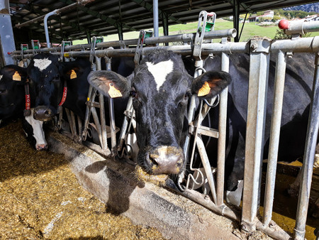 The life of dairy cows on a farm. They feed on fodder, corn and straw to grow and produce milk.Picture taken in October 2017 during the visit to Lacturale farm. Navarra - Spainの写真素材