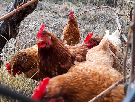 Brown chickens in the barnyardの写真素材