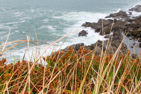 Cliff image in Basque Country, with vegetation in the foreground and the Cantabrian Sea in the...