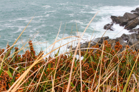 Cliff image in Basque Country, with vegetation in the foreground and the Cantabrian Sea in the background.の写真素材