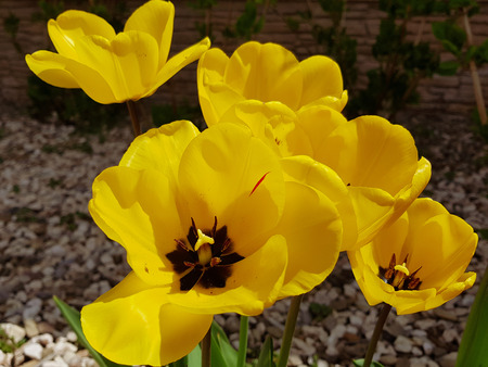 Yellow flower of tulips in the garden. Top viewの写真素材