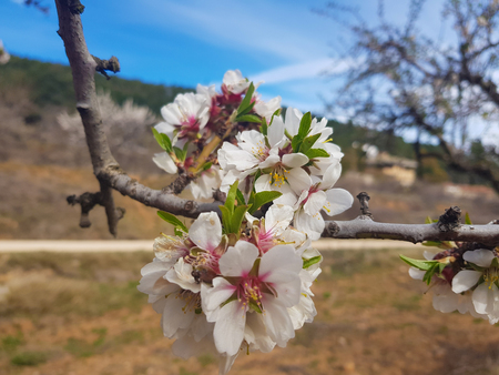 Almond flowers in full spring. The almond blossom is called by its white and pink tones that reach to cover all the branches of the almond treeの写真素材