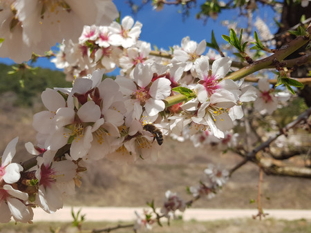 Almond flowers in full spring. The almond blossom is called by its white and pink tones that reach to cover all the branches of the almond treeの写真素材