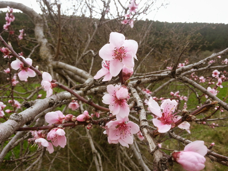 Almond flowers in full spring. The almond blossom is called by its white and pink tones that reach to cover all the branches of the almond treeの写真素材