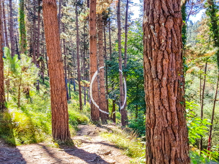 Urdaibai Biosphere Reserve, Bizkaia,Spain; 2018-04-16: Trunks of painted pine in El bosque de Oma,のeditorial素材