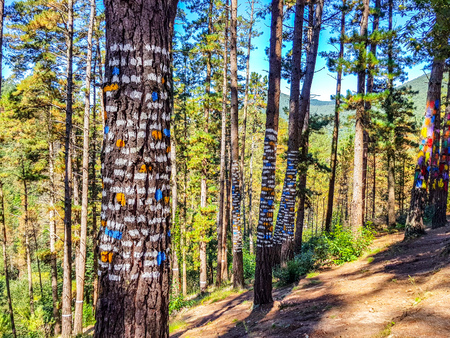 Urdaibai Biosphere Reserve, Bizkaia,Spain; 2018-04-16: Trunks of painted pine in El bosque de Oma,のeditorial素材