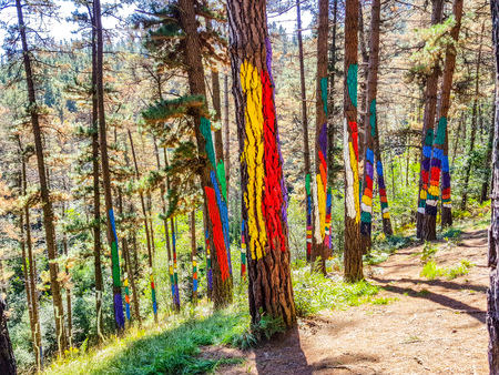 Urdaibai Biosphere Reserve, Bizkaia,Spain; 2018-04-16: Trunks of painted pine in El bosque de Oma,の写真素材