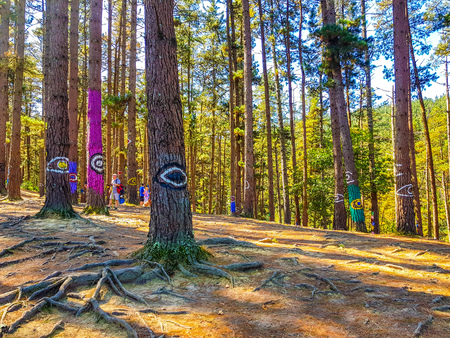 Urdaibai Biosphere Reserve, Bizkaia,Spain; 2018-04-16: Trunks of painted pine in El bosque de Oma,の写真素材