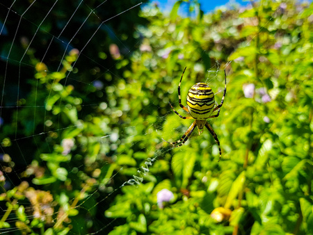 Tiger spider on its spider web in the middle of nature waiting for prey. Its natural position is to be this spider positioned upside downの写真素材