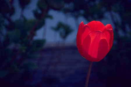 Beautiful view of a red tulip in the garden next to green background of plants.の写真素材