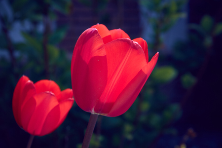 Floral tulips background. Beautiful view of red tulips in the garden next to green background of plants.の写真素材
